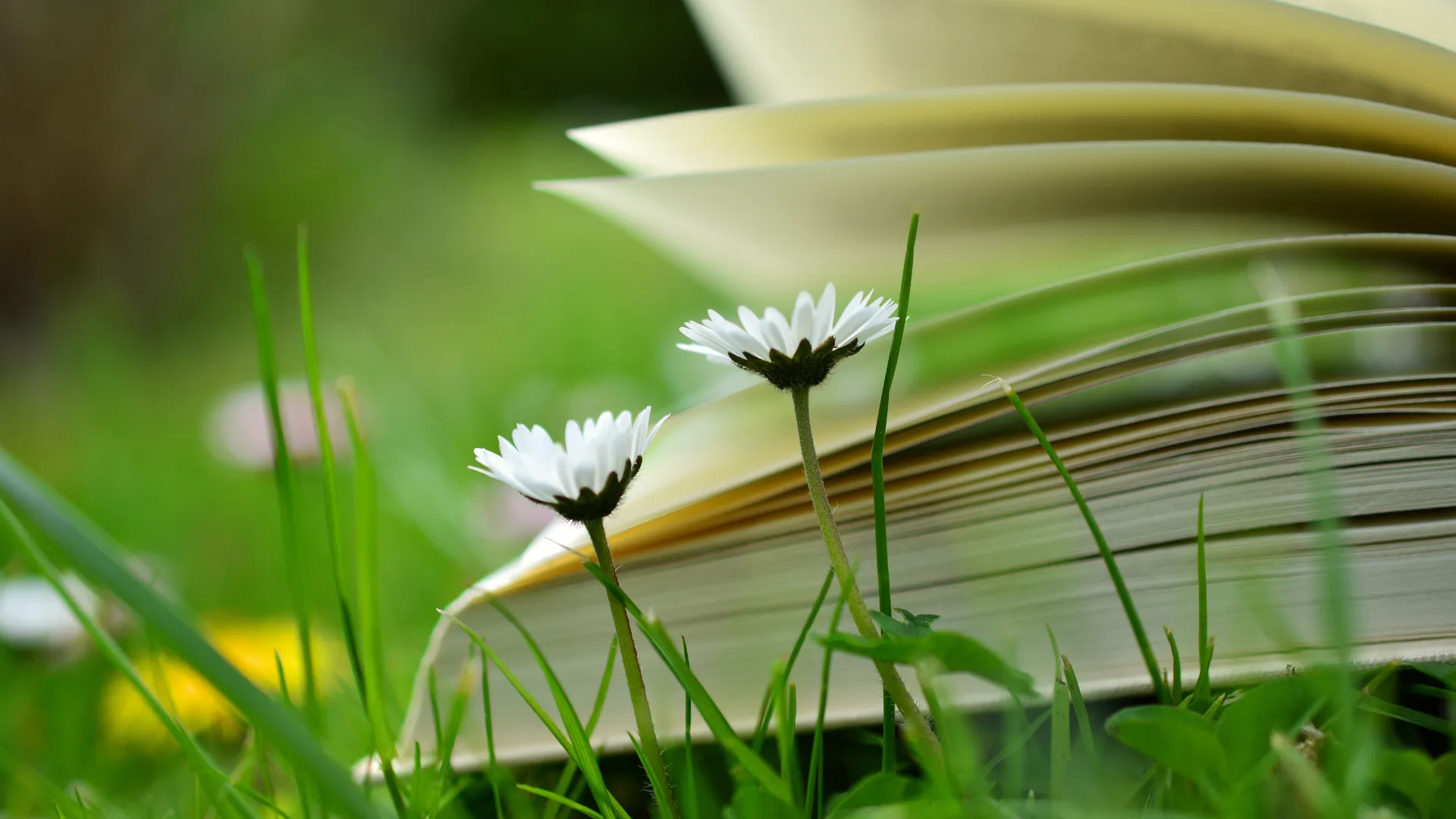 lectures - benedictes - arnoult