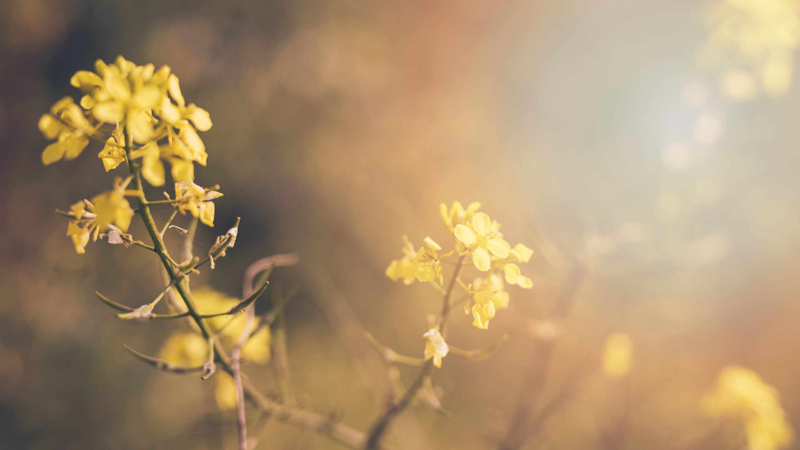 plante-a-fleurs-jaunes